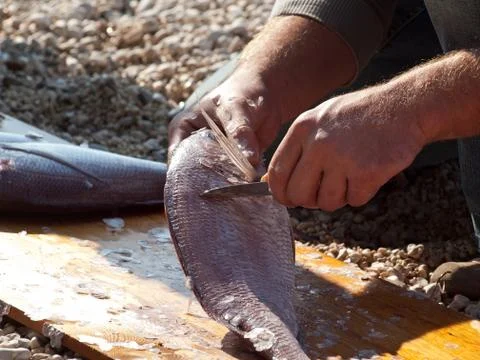 Man preparing dentex fish Stock-Fotos