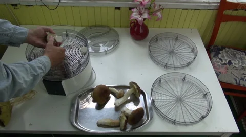 Man preparing to dry mushrooms Stock Footage 66500636