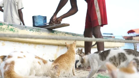 Man preparing fish to feed the cats at beach Stock Footage 85775742