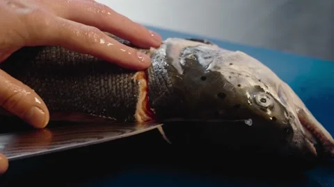 Man preparing fish salmon 스톡 동영상 135522285