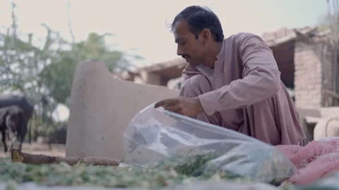 Man preparing fodder in small packets to sell them in village in Punjab Stock Footage 331654605