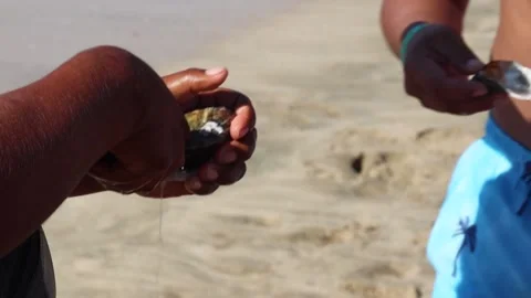 Man preparing fresh oysters in mexico beach Stock Footage 224294119