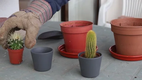 Man preparing plants on balcony Video stock 151589074