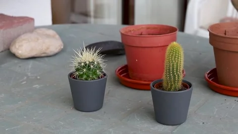 Man preparing plants on balcony Video stock 151589090