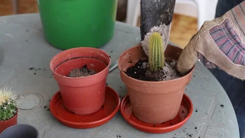 Man preparing plants on balcony Video stock 151589266
