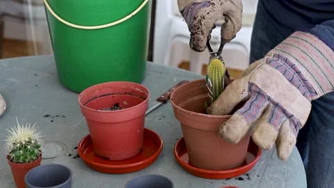 Man preparing plants on balcony Video stock 151589383