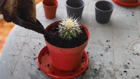 Man preparing plants on balcony Stock Footage 151589488