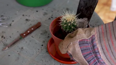 Man preparing plants on balcony Video stock 151589537