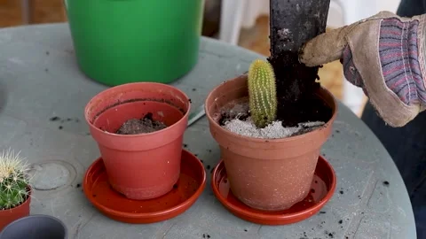 Man preparing plants on balcony Video stock 151589552