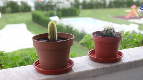Man preparing plants on balcony Video stock 151589562