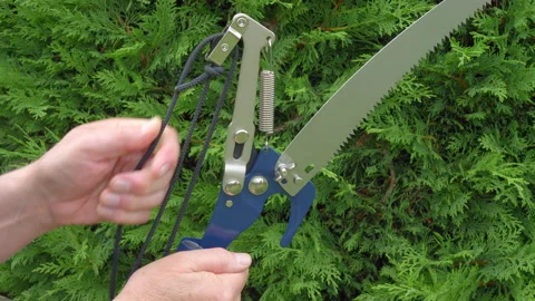 Man preparing a pole pruner for use, next to a conifer tree. Video stock 138232639
