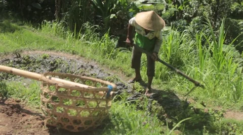 A Man Preparing the Rice Field For Planting Stock Footage 67532077