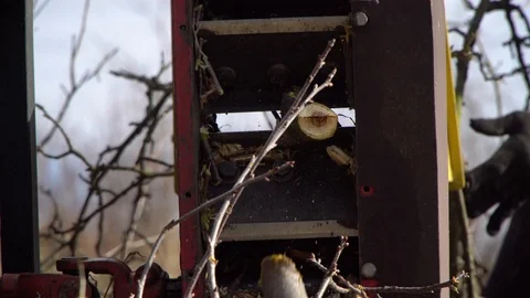 A man processes wood  with shredder.Device chopping wood to chips Stock Footage 126205033