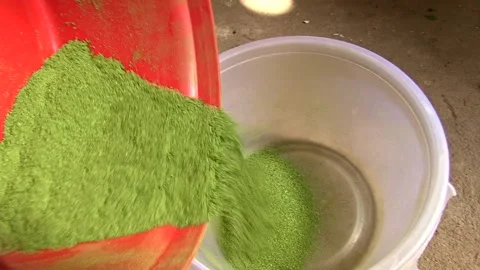 Man processing dried moringa leaf powder 스톡 동영상 161016919