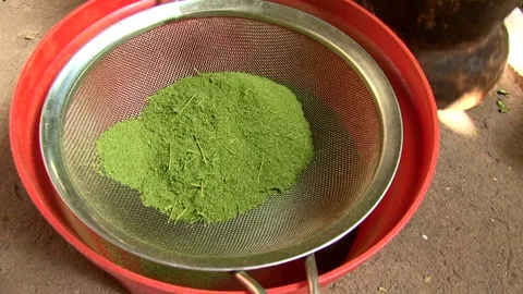 Man processing dried moringa leaves Stock Footage 161017605