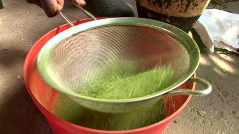 Man processing dried moringa leaves Stock Footage 161018288