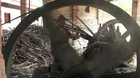 Man Processing Sugar Cane Stock-Footage 19024066