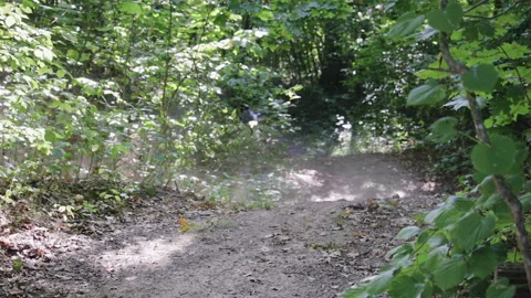 Man in protective gear with a helmet rides extremely black Enduro on a forest 库存影片 115884252