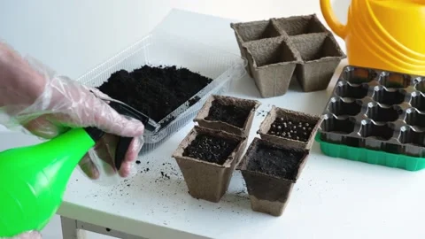 A man in protective gloves sprays the soil in a pot with water from a sprinkler. Stock Footage 152861796