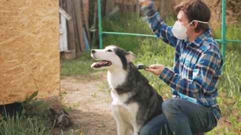 Man in protective mask combs dog's hair, spring molting, allergies to wool and Stock Footage 190351120