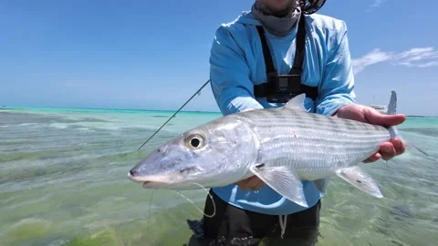 Man proudly holds a bonefish he caught in clear turquoise waters on a Stock Footage 279957494