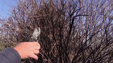 A man with a pruner cuts off the branches of a bush Stock Footage 149195448