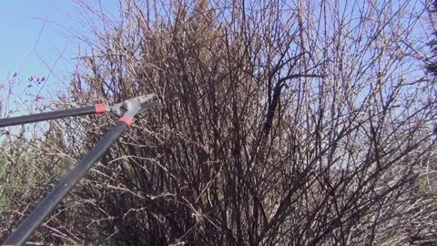 A man with a pruner cuts off the branches of a bush 스톡 동영상 149195475