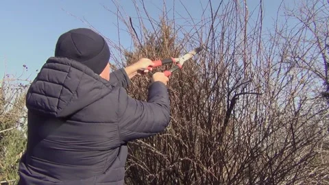 A man with a pruner cuts off the branches of a bush 스톡 동영상 149195551