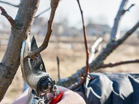 A man prunes the branches of a fruit tree. Spring work in the garden. Caring for Stock Photos