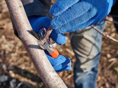 A man prunes the branches of a fruit tree. Spring work in the garden. Caring for Stock Photos