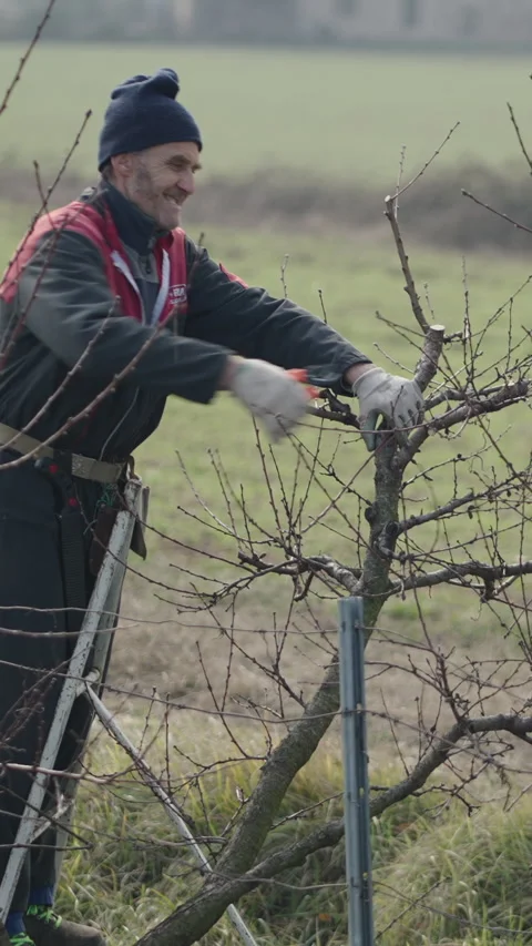 A man prunes branches from a tree Stock Footage 273725958