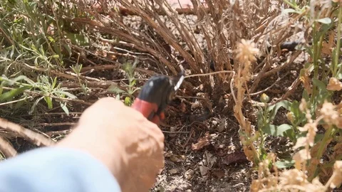 A man prunes a bush Video stock 112617684
