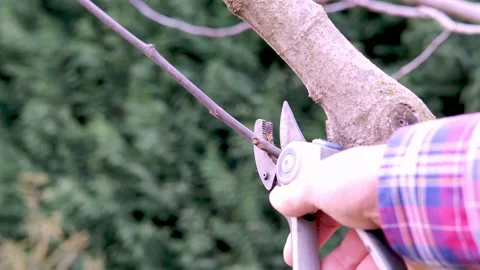 Man prunes fig tree branches with pruning shears cuts branch of tree. Stock Footage 170398403