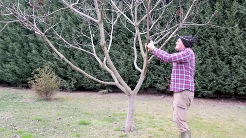 Man prunes fig tree branches with pruning shears cuts branch of tree. Stock-Footage 170431106