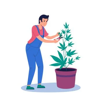 A man prunes a hemp bush with pruning shears. Growing marijuana indoors, in a Ilustración de archivo