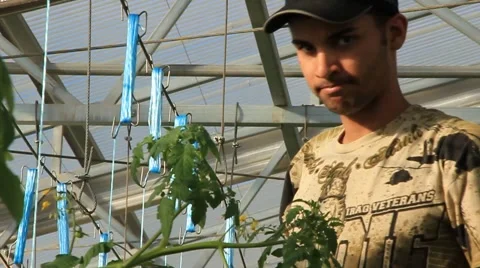Man Prunes Hydroponic Tomatoes Plants (HD) Stock Footage 6732087