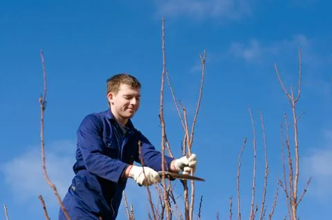 Man pruning apricot branches Stock Photos