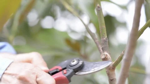A man pruning a branch Vídeos de archivo 77558638
