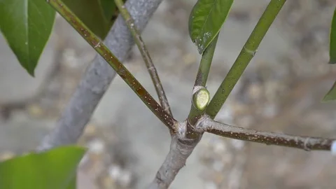 A man pruning a branch Stock Footage 77558639