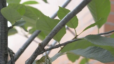 A man pruning a branch 스톡 동영상 77558641