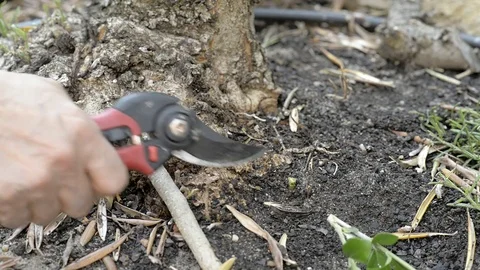 A man pruning a branch in a garden Vídeos de archivo 77446243