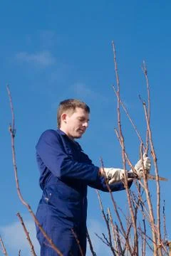 Man pruning branches with the saw Stock Photos
