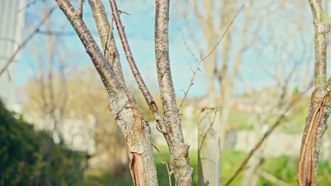 Man Pruning Branches Of Tree - Close Up 스톡 동영상 314379708