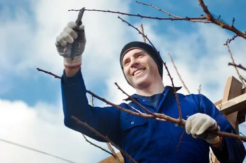 Man pruning brunches with the pruner Stock Photos