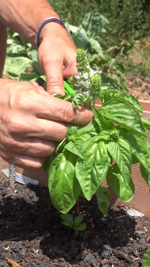 Man pruning a flowering basil plant with scissors in a sunny vegetable gard.. Vídeos de archivo 340549260