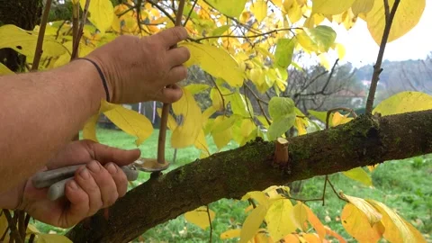 Man pruning fruit tree branch with shears in backyard orchard gardening mai.. Stock Footage 338328580