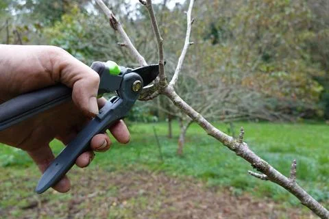 Man pruning fruit trees in autumn. branch pruned with pruning shears. close.. Stock Photos