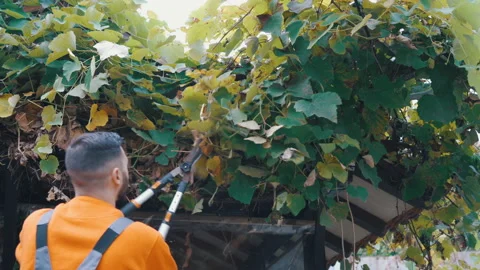 Man pruning garden grapes with shears Stock Footage 142994739