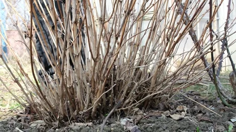 Man pruning hydrangea and rose bushes with garden shears. Stock Footage 331567987