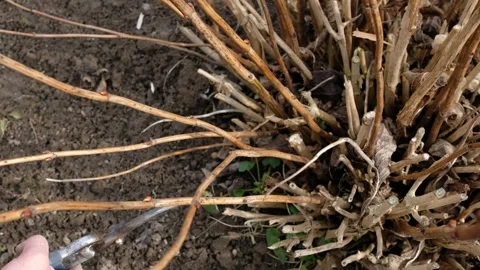 Man pruning a hydrangea shrub with a pair of garden shears. Video stock 304986024